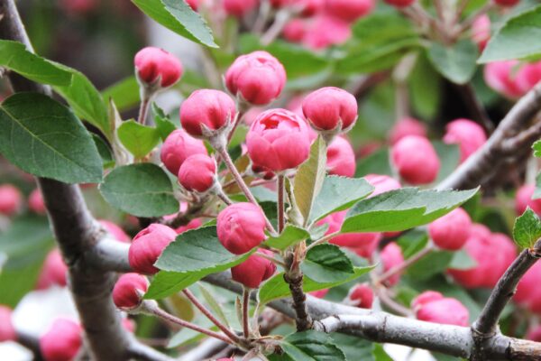 Malus × ′Branzam′ [sold as Brandywine®] - Flowers