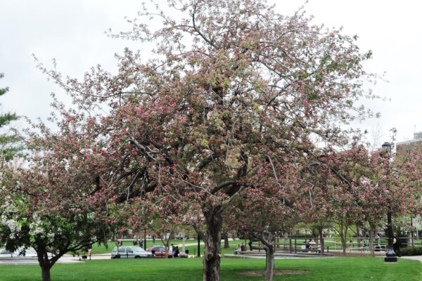 Malus × ′Branzam′ [sold as Brandywine®] - Flowering Habit