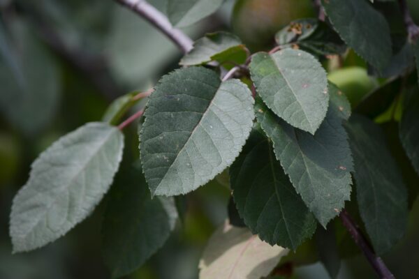 Malus × ′Branzam′ [sold as Brandywine®] - Leaves