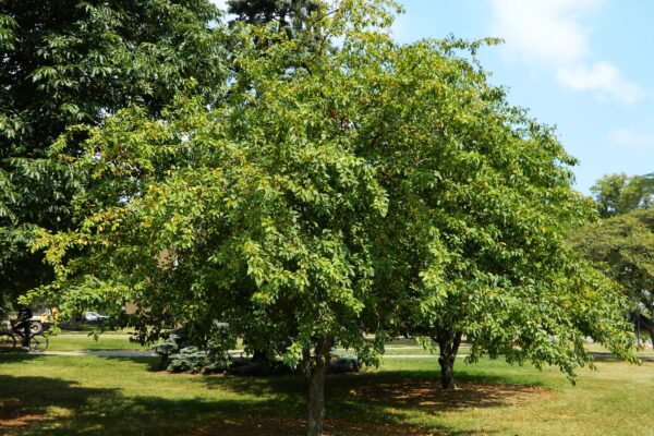 Malus × ′Canary′ - Summer Habit