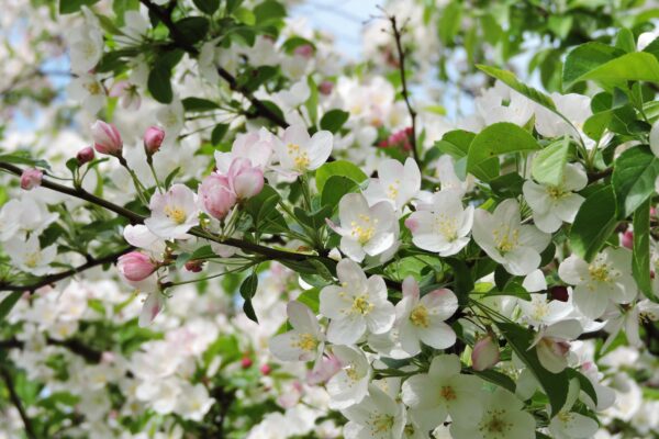 Malus × ′Canary′ - Flowers