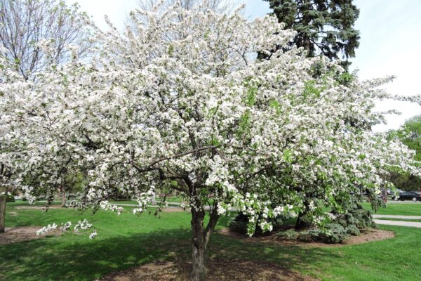 Malus × ′Canary′ - Flowering Habit