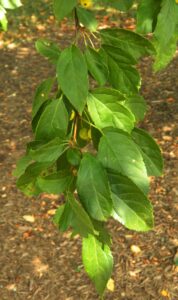 Malus × ′Canary′ - Foliage