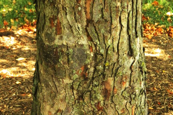 Malus × ′Canary′ - Bark