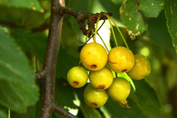Malus × ′Canary′ - Fruit