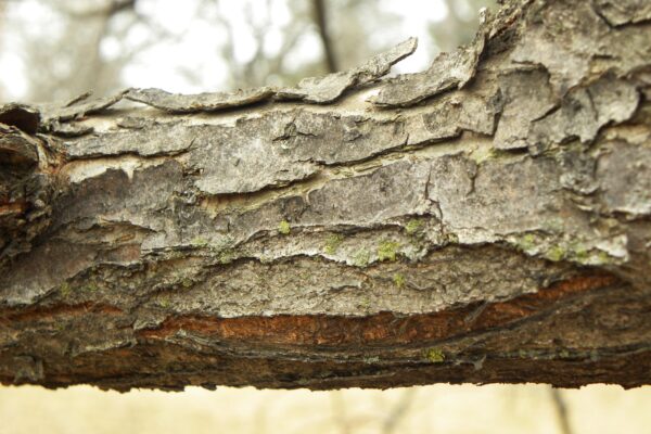 Malus × ′Canary′ - Bark