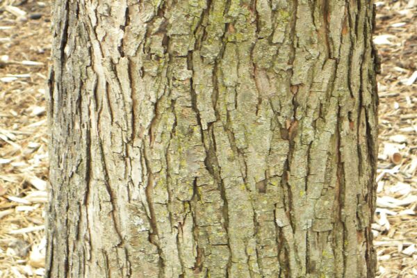 Malus × ′Canary′ - Bark