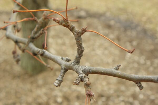 Malus × ′Canary′ - Buds