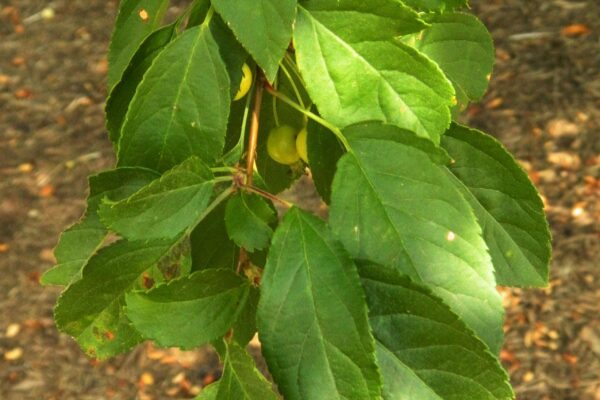 Malus × ′Canary′ - Foliage
