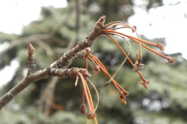 Malus × ′Canary′ - Buds and Fruit Stems