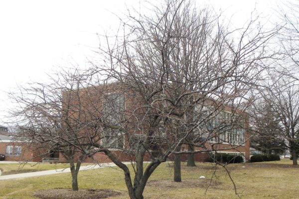 Malus × ′Canary′ - Winter Habit