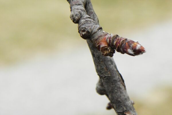 Malus × ′Weepcanzam′ [sold as Weeping Candied Apple®] - Bud