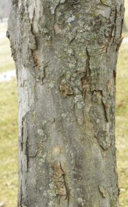 Malus × ′Weepcanzam′ [sold as Weeping Candied Apple®] - Bark