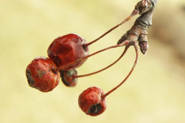 Malus × ′Weepcanzam′ [sold as Weeping Candied Apple®] - Old Fruit and Buds