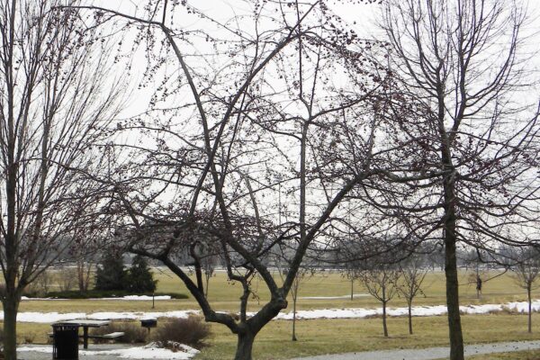 Malus × ′Weepcanzam′ [sold as Weeping Candied Apple®] - Winter Habit