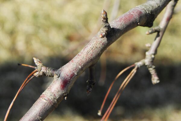 Malus sargentii ′Candymint Sargent′ - Buds