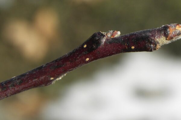 Malus sargentii ′Candymint Sargent′ - Buds