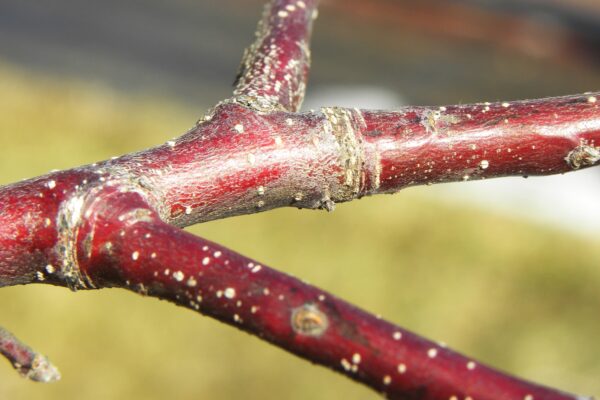 Malus sargentii ′Candymint Sargent′ - Twig
