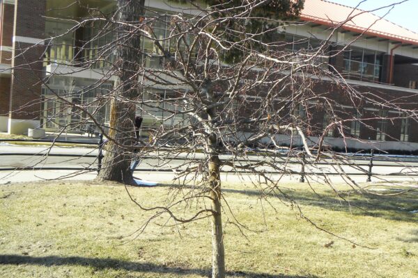 Malus sargentii ′Candymint Sargent′ - Winter Habit