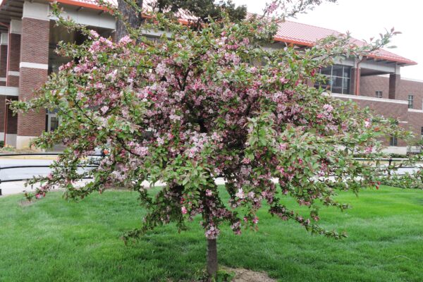 Malus sargentii ′Candymint Sargent′ - Flowering Habit