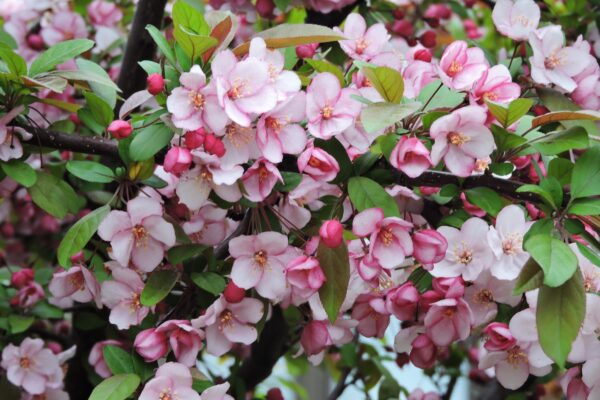 Malus sargentii ′Candymint Sargent′ - Flowers