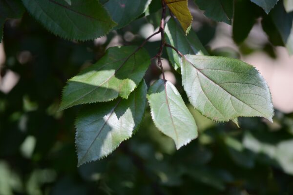 Malus sargentii ′Candymint Sargent′ - Leaves
