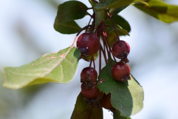 Malus sargentii ′Candymint Sargent′ - Fruit and Foliage