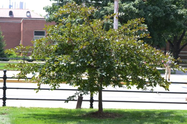 Malus sargentii ′Candymint Sargent′ - Summer Habit