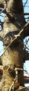 Malus sargentii ′Candymint Sargent′ - Bark