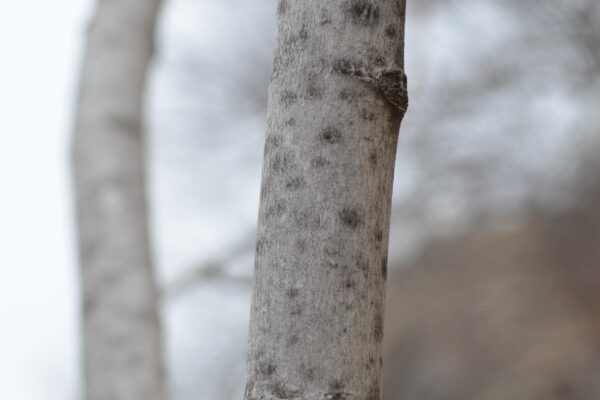 Acer × freemanii ′Scarsen′ [sold as Scarlet Sentinel®] - Bark