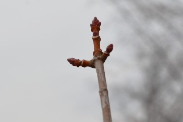 Acer × freemanii ′Scarsen′ [sold as Scarlet Sentinel®] - Buds