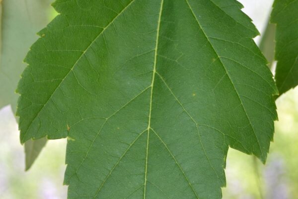 Acer × freemanii ′Scarsen′ [sold as Scarlet Sentinel®] - Leaf