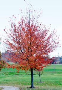 Acer × freemanii ′Scarsen′ [sold as Scarlet Sentinel®] - Autumn Habit