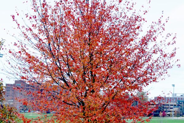 Acer × freemanii ′Scarsen′ [sold as Scarlet Sentinel®] - Autumn Habit