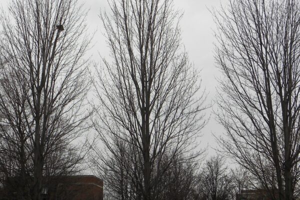 Acer × freemanii ′Scarsen′ [sold as Scarlet Sentinel®] - Winter Habit