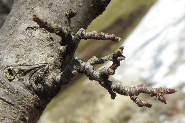 Malus × ′Centzam′ [sold as Centurion®] - Buds and Spur Growth