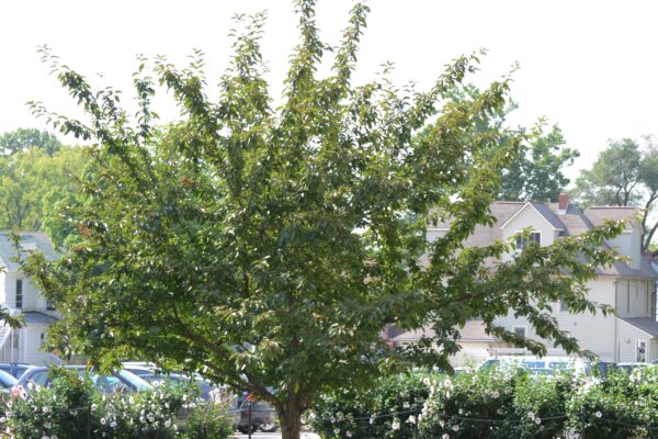 Malus × ′Centzam′ [sold as Centurion®] - Summer Habit