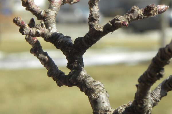 Malus × ′Centzam′ [sold as Centurion®] - Buds