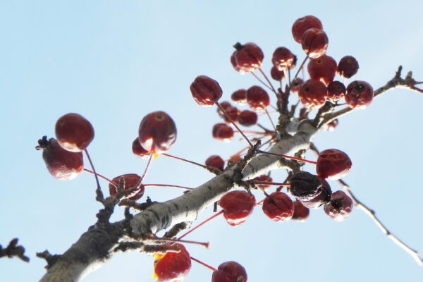 Malus × ′Centzam′ [sold as Centurion®] - Old Fruit