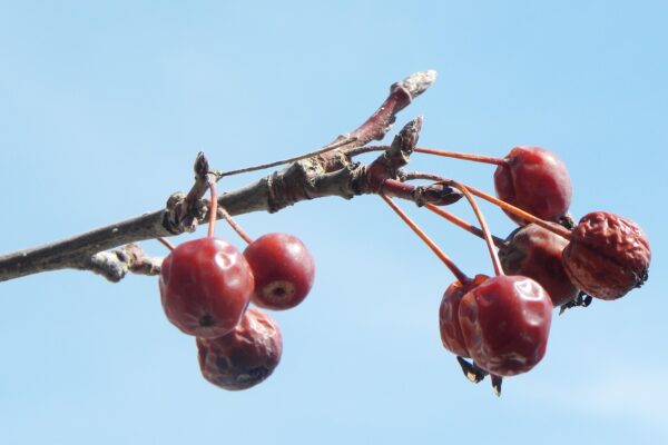 Malus × ′Centzam′ [sold as Centurion®] - Buds and Old Fruit
