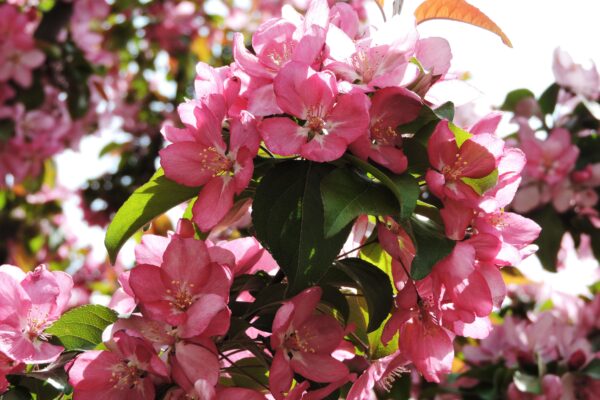 Malus × ′Centzam′ [sold as Centurion®] - Flowers
