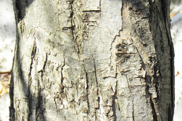 Malus × ′Centzam′ [sold as Centurion®] - Bark