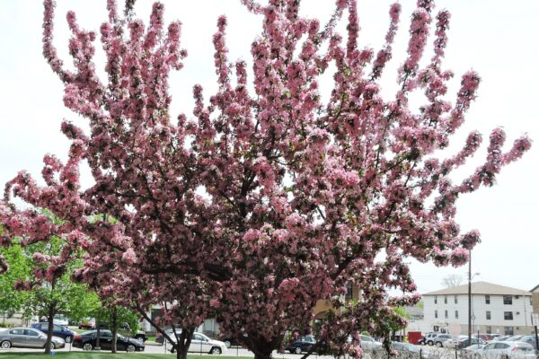 Malus × ′Centzam′ [sold as Centurion®] - Flowering Habit