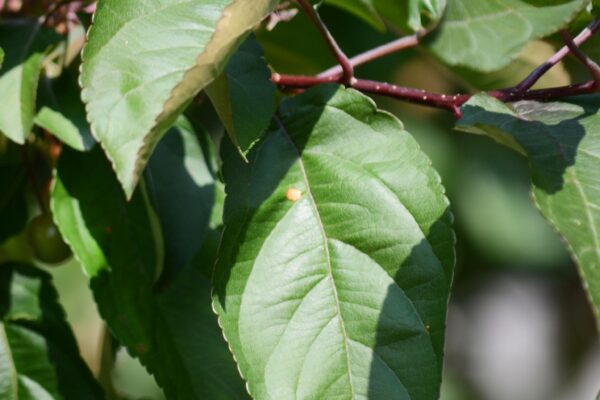 Malus × ′Centzam′ [sold as Centurion®] - Leaves