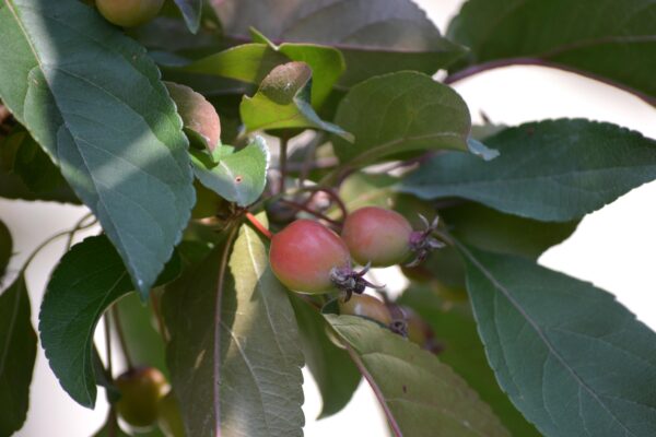 Malus × ′Centzam′ [sold as Centurion®] - Fruit and Foliage