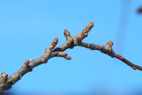 Malus × ′Coralcole′ [sold as Coralburst™] - Twig & Buds
