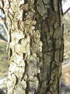 Malus × ′Coralcole′ [sold as Coralburst™] - Bark