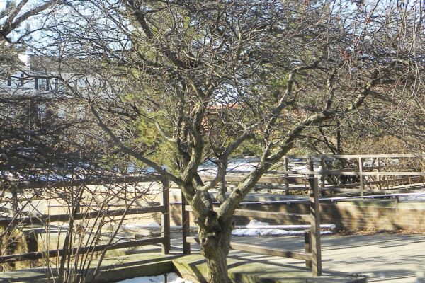 Malus × ′Coralcole′ [sold as Coralburst™] - Winter Habit