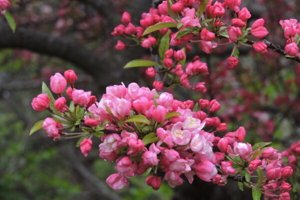 Malus × ′Coralcole′ [sold as Coralburst™] - Flowers and Buds