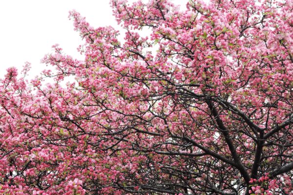 Malus × ′Coralcole′ [sold as Coralburst™] - Flower Canopy